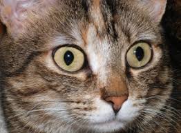Getting rid of worms is relatively easy with the correct worming medication,3 x research source parasites of domestic owned cats: How To Keep Your Cat S Eyes Healthy Cat Diabetes Cat Care