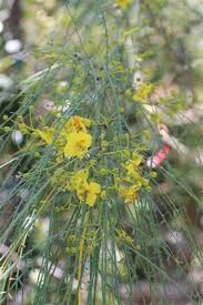 Image result for Parkinsonia aculeata