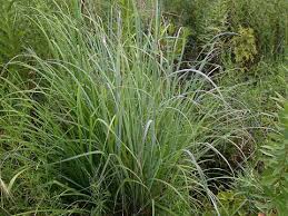 Image result for Andropogon