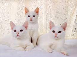 5 arti mimpi bertemu kucing pertanda sedang dilanda masalah. Mengapa Kucing Putih Bermimpi Tentang Seorang Wanita Mimpi Kucing Putih Kucing