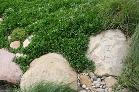 Image result for Falkia