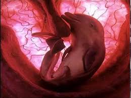 Animals vivípars dins l'úter matern | Delfines, Delfín rosado ...
