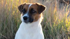 What age do jack russells begin to slow down. Jack Russell Terrier Mixes 20 Different Energetic Crossbreeds