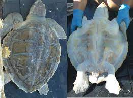 As they begin to grow into juveniles the coloration of the plastron (bottom shell) turns to white. Kemp S Ridley Sea Turtle Florida Go Fishing