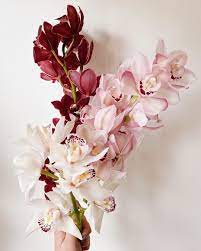 Flower Shop In Prague S Instagram Photo Cymbidium Orchids Are Top Because Of 2 Facts They Last Up To 20 Days In 2020 Cymbidium Orchids Flower Catalogs Flower Shop
