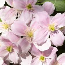 We did not find results for: Clematis Montana Rubens Clematis English Woodlands
