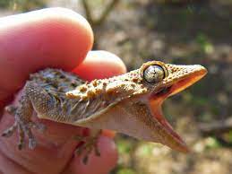 Are Lizards In Your House Dangerous