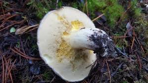 Image result for Suillus wasatchicus