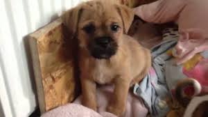 3/4 pug ( pug x jack russel) puppies for sale. Pug X Shih Tzu Puppies Youtube