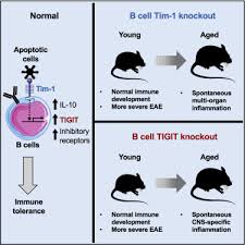 Animal cells are embedded in a(n). Checkpoint Receptor Tigit Expressed On Tim 1 B Cells Regulates Tissue Inflammation Sciencedirect