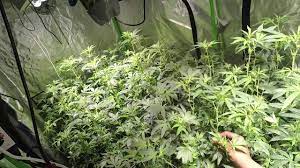 3000k spectrum recommended for flowering. Just Set Up My Hlg 550 Youtube