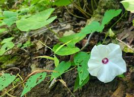 Image result for Ipomoea oenotherae