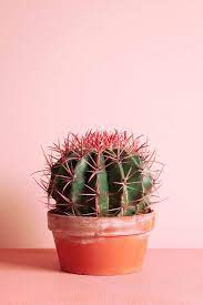 Pero hay otro género, como se dice en la parte posterior. 10 Cosas Que No Sabias De Los Cactus