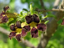 Image result for Markhamia zanzibarica