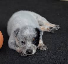 Black And White Cattle Dog Puppy White Australian Cattle Dog Puppy Austrailian Cattle Dog Australian Cattle Dog Puppy Cattle Dog Puppy