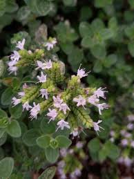 Image result for Origanum majorana