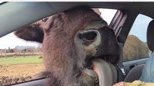 Watch This Buffalo Get Way Too Friendly At Drive Thru Zoo Weird Animals Cute Animal Videos Animals