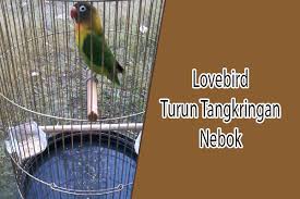 Cara membuat sangkar burung dari ember bekas mudah. 18 Penyebab Dan Cara Mengatasi Lovebird Turun Tangkringan Nebok Hewan Id