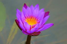 Violet Flame Meditation ...