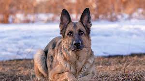 Dog wallpapers, backgrounds, images 1920x1080— best dog desktop wallpaper sort wallpapers by: German Shepherd Dog 1920 X 1080 Hdtv 1080p Wallpaper