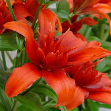 Asiatische Lilien Asiatische Lilien Lilien Pflanzen