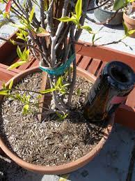 Make Your Own Recycled Plant Watering Globe In Minutes Plants Water Plants Watering Globe