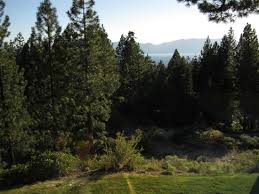 Beautiful View Of Lake Tahoe And The Pines Picture Of