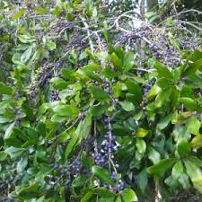 Image result for Myrsinaceae