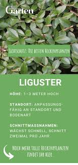 Sichtschutz Die Besten Heckenpflanzen Liguster Besten Die Heckenpflanzen Liguster Sichtschutz Sichtschutzpflanzen In 2020 Hedges Hedging Plants Plants