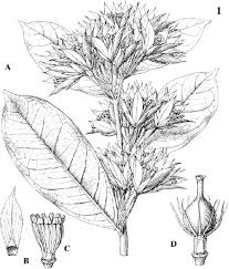 Image result for Pentadiplandra