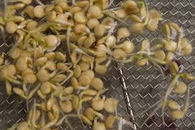 Peppers typically require 14 days to germinate, but they may take as few as seven or as many as 21 days to sprout. Fuzzy Bell Pepper Seeds Our Crazy Homestead Life