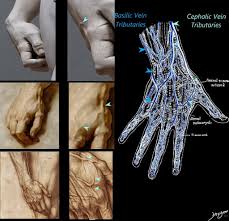 Image result for Hand Anatomy