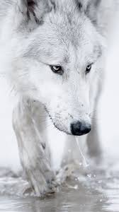 Check spelling or type a new query. Check Out This Wallpaper For Your Iphone Http Zedge Net W10873371 Src Ios V 2 5 Via Zedge White Wolf Wolf Life Wolf Wallpaper