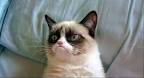 Grumpy Cat Breed For Sale - Grumpy Cat