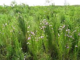 Image result for Gerrardinaceae