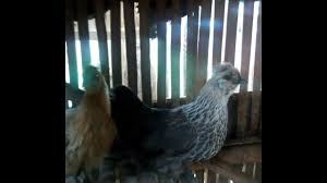 Ayam Kate Silangan Kapas Youtube