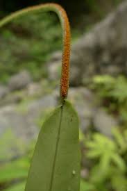 Image result for Lepisorus