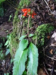 Image result for Streptocarpus myoporoides
