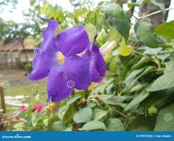 Image result for Thunbergia battiscombei