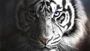 Tiger is considered as the king of all animals. Pictures Of White Tiger