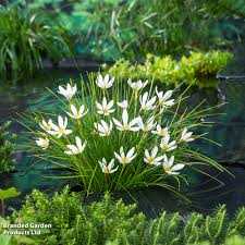 Image result for Zephyranthes candida