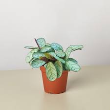 Image result for Ctenanthe