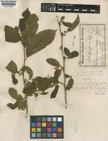 Image result for Celtis zenkeri