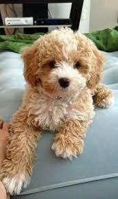 My Cavapoo Teddy Cute Dogs Cavapoo Puppies Puppies