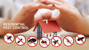 The best pest control exterminators near me. Allied Pest Control Pest Control Service In Fujairah