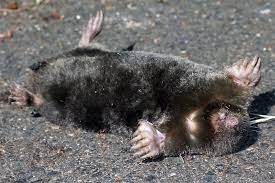 Europäischer maulwurf ist das wildtier des jahres werra. Aus Dem Leben Des Maulwurfs Nabu