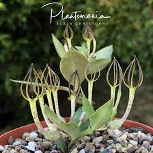 Image result for Ceropegia multiflora
