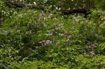 Image result for Millettia usaramensis