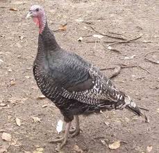 Heritage Turkey Breeds Which One Is Right For You