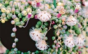 Even better than its ease of care is the fact that you can share the plant with others. Pin On Our Secret Garden